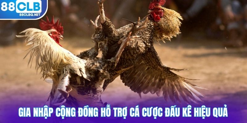 Gia nhập cộng đồng hỗ trợ cá cược đấu kê hiệu quả