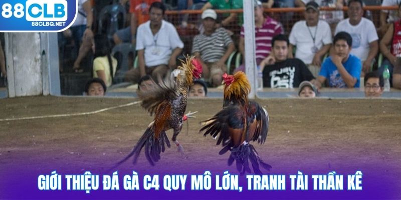 Giới thiệu đá gà C4 quy mô lớn, tranh tài thần kê